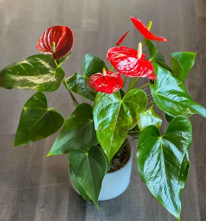 anthurium-51058
