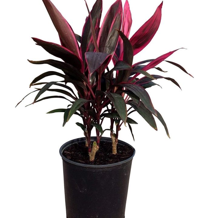 cordyline-plant-93714