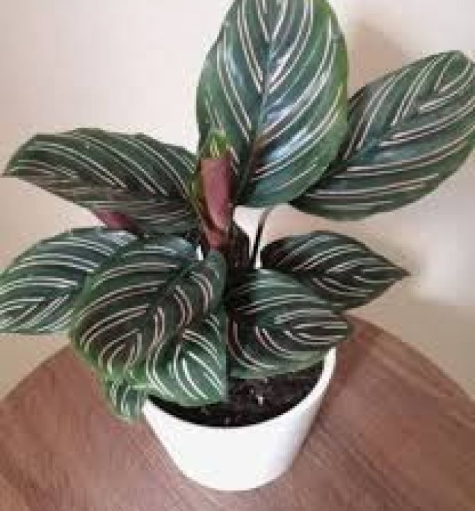 calathea-ornata-prayer-plant-96352