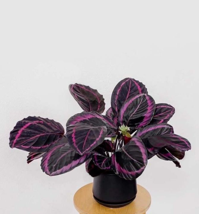 calathea-plant-black-lipstick-36539