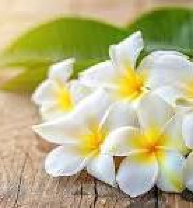 desert-rose-31418